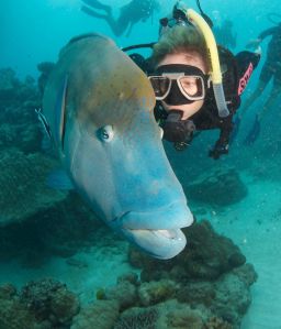 Friendly Maori Wrasse
