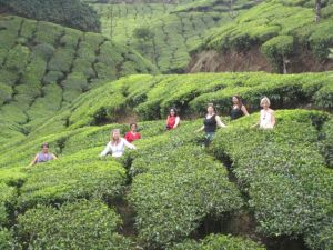Girls amongst the tea 